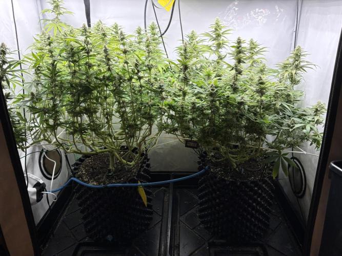 Super Lemon Haze. Week 10