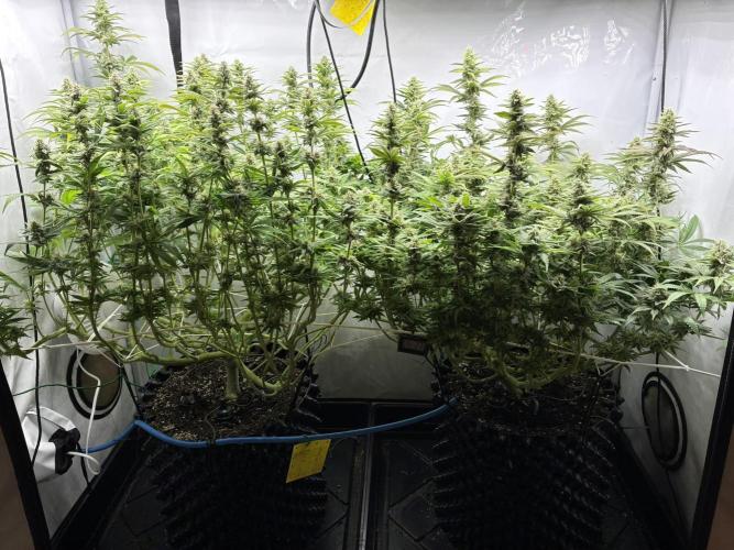 Super Lemon Haze. Week 10