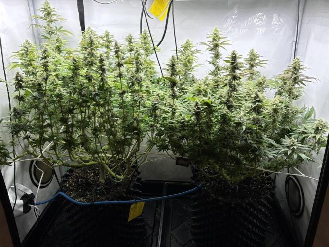 Super Lemon Haze. Week 10