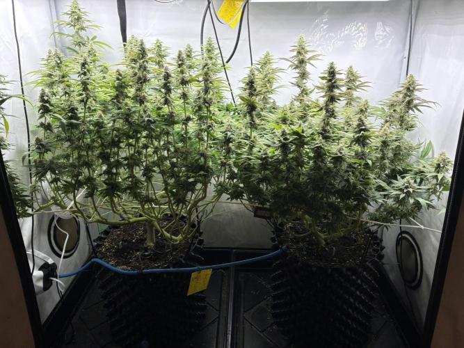 Super Lemon Haze. Week 11