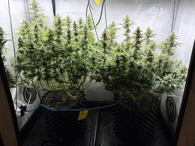 Super Lemon Haze. Week 11