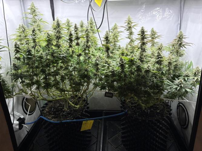 Super Lemon Haze. Week 11