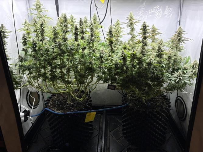 Super Lemon Haze. Week 11