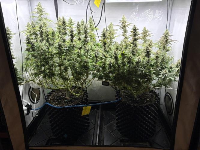 Super Lemon Haze. Week 11
