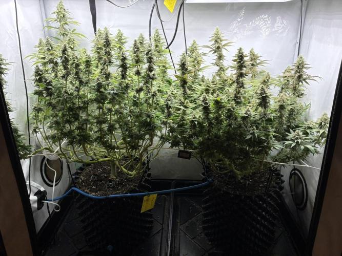 Super Lemon Haze. Week 11