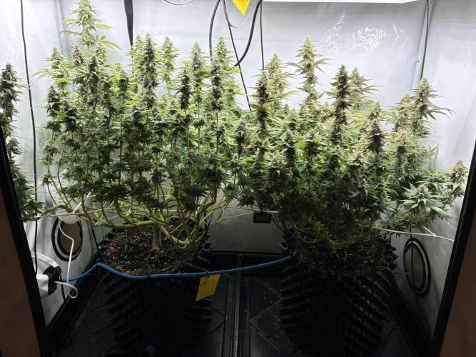 Super Lemon Haze. Week 11