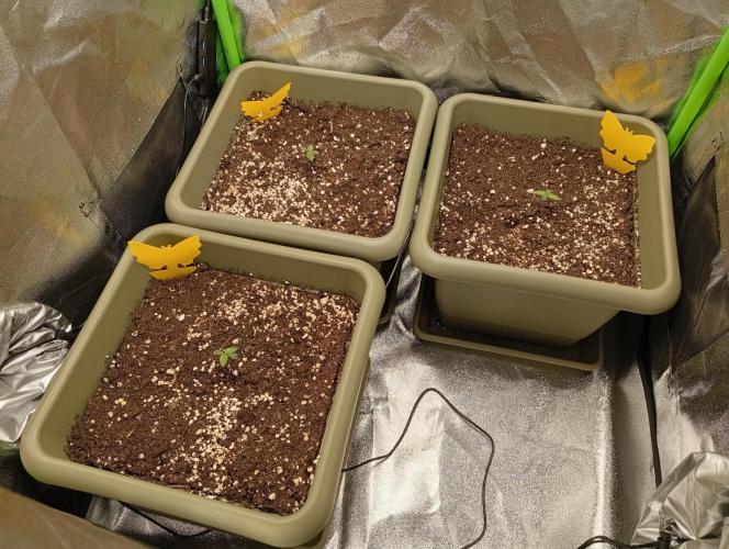 Second Grow. Week 0