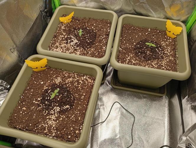 Second Grow. Week 0 - ~40ml water p.P.