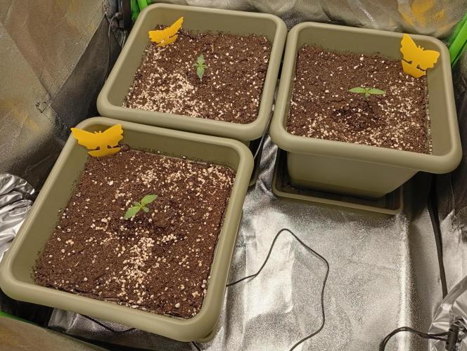 Second Grow. Week 0 - ~100ml p.P.