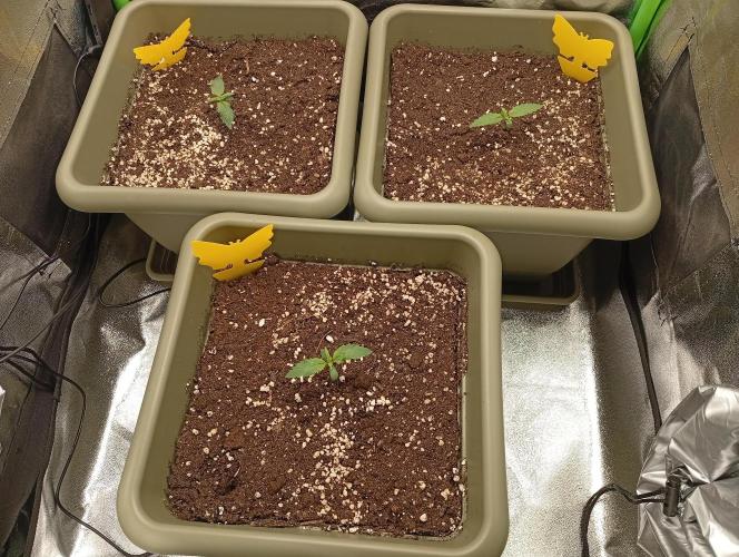 Second Grow. Week 0