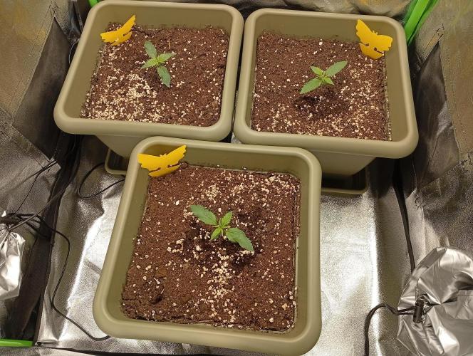 Second Grow. Week 1