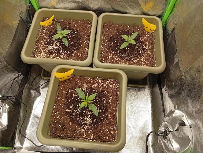 Second Grow. Week 1 - ~133ml water