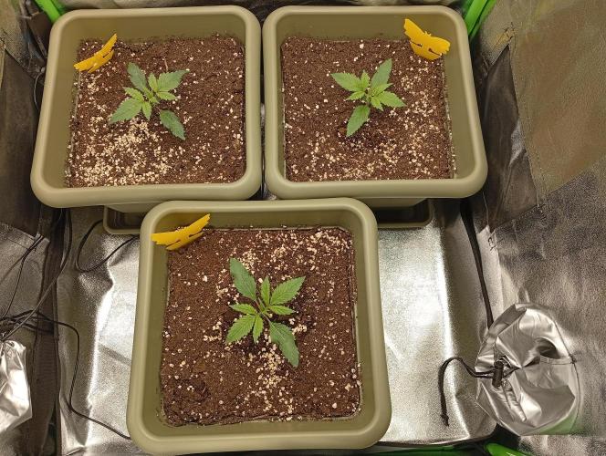 Second Grow. Week 1