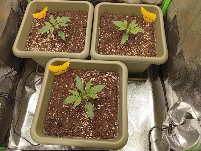Second Grow. Week 1 - light: 100% 60cm