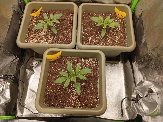 Second Grow. Week 1 - ~200ml p.P. with 2ml/l BioBizz fishmix