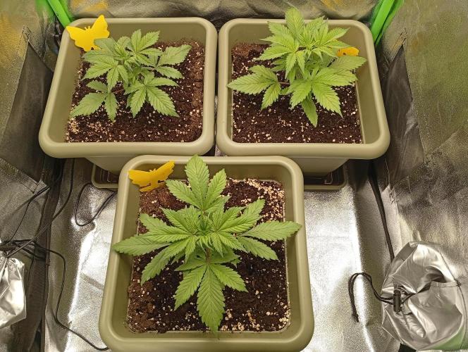 Second Grow. Week 2