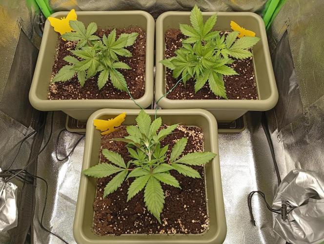 Second Grow. Week 2 - same day as prior picture; startet with lst, trying to focus more plant mass under the light hotspot