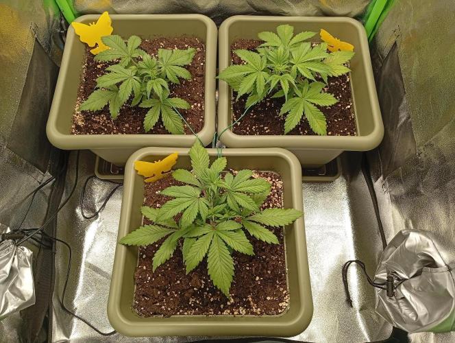 Strawberry Gorilla Auto RF3. Week 2
