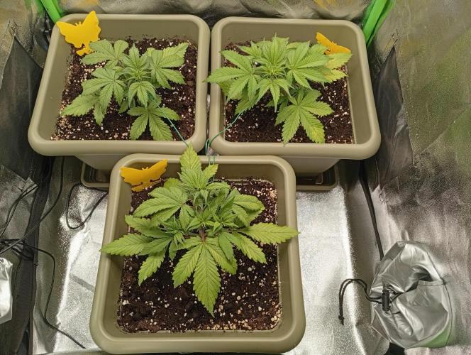 Strawberry Gorilla Auto RF3. Week 2