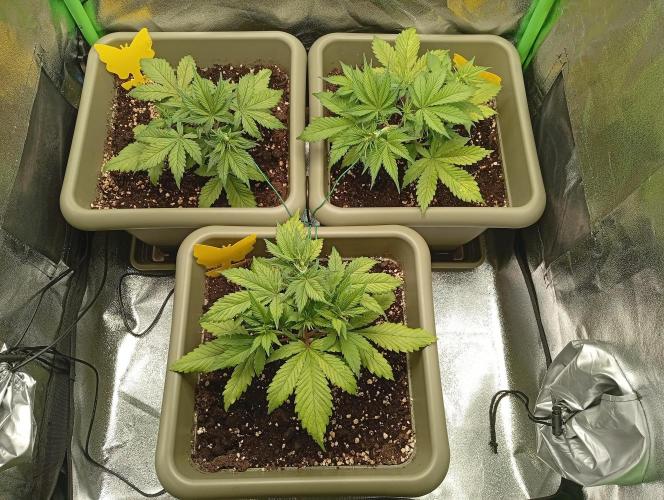Strawberry Gorilla Auto RF3. Week 3