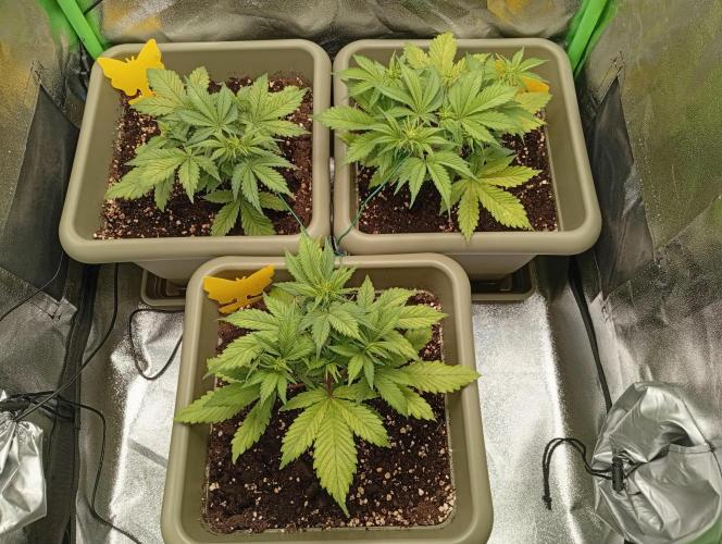 Strawberry Gorilla Auto RF3. Week 3
