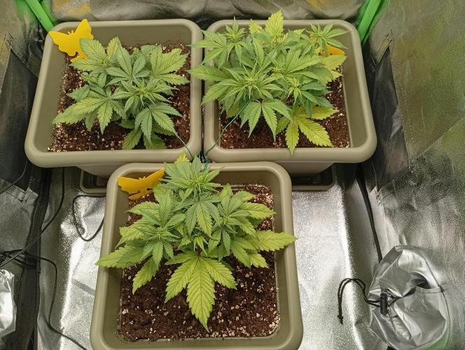 Strawberry Gorilla Auto RF3. Week 3