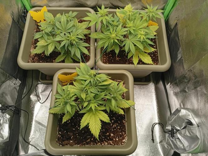 Strawberry Gorilla Auto RF3. Week 3