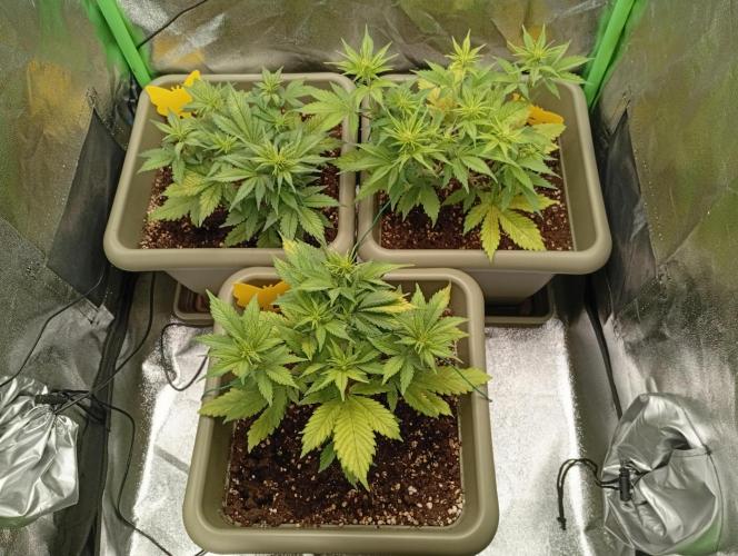 Strawberry Gorilla Auto RF3. Week 3