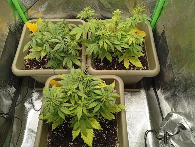 Strawberry Gorilla Auto RF3. Week 3