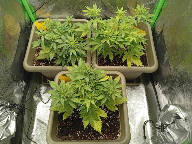 Strawberry Gorilla Auto RF3. Week 3
