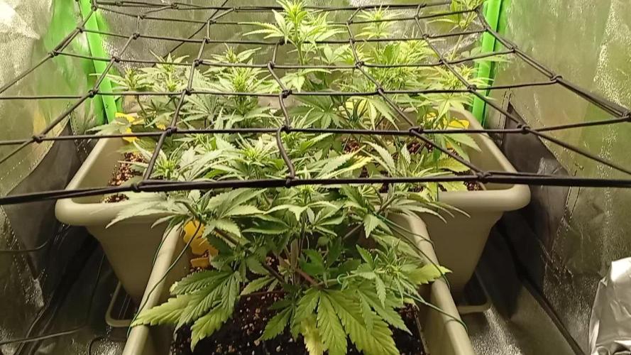 Strawberry Gorilla Auto RF3. Week 3