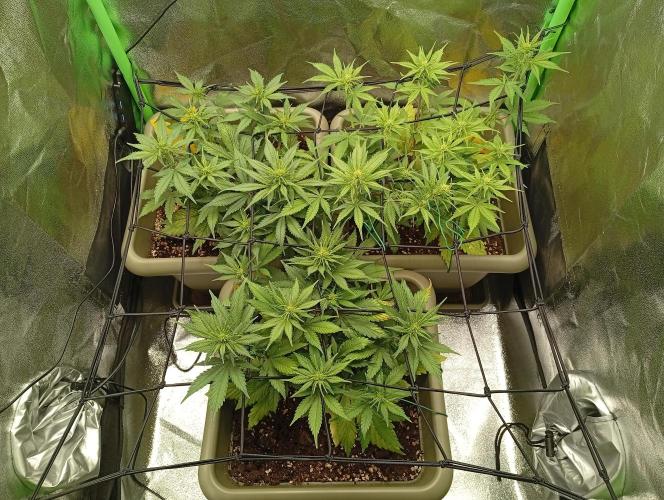 Second Grow. Week 4 - wk4, d1