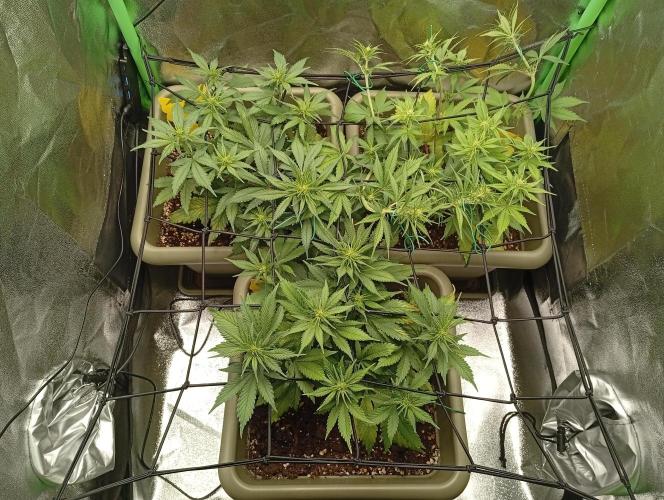 Strawberry Gorilla Auto RF3. Week 4