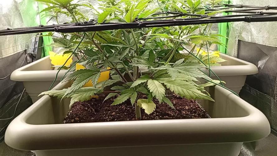 Strawberry Gorilla Auto RF3. Week 4