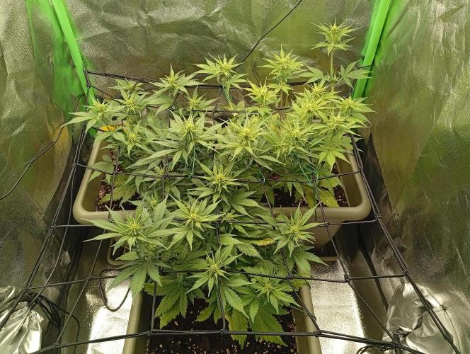 Second Grow. Week 4 - wk4, d2