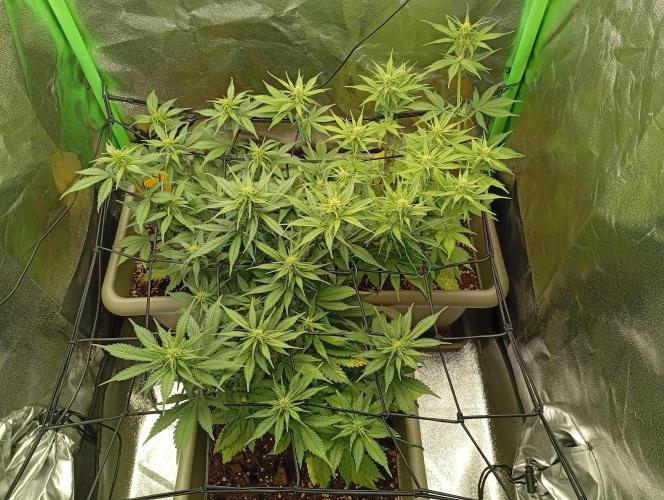 Second Grow. Week 4