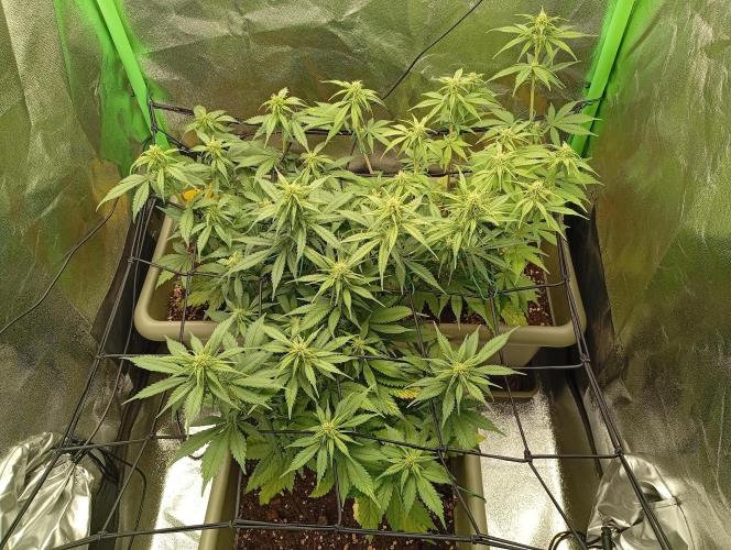 Second Grow. Week 4