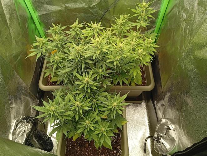 Strawberry Gorilla Auto RF3. Week 4