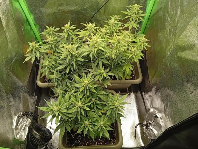Strawberry Gorilla Auto RF3. Week 5