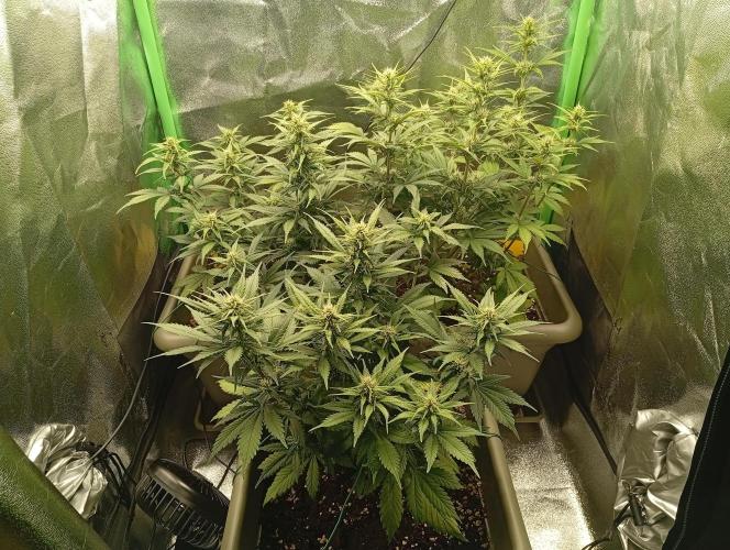 Strawberry Gorilla Auto RF3. Week 5