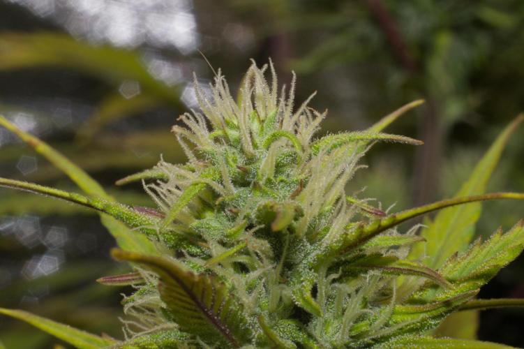 Second Grow. Week 5