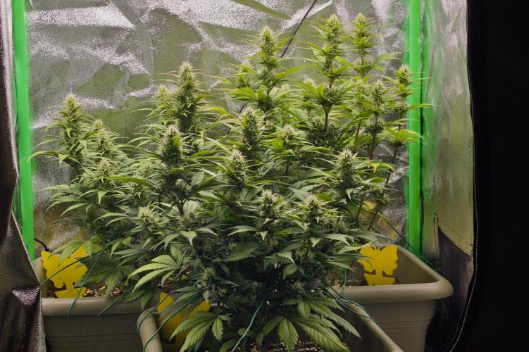 Second Grow. Week 5