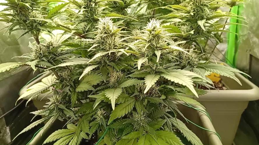 Strawberry Gorilla Auto RF3. Week 6