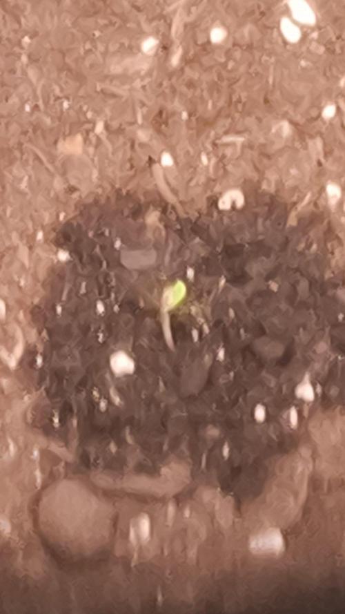 Lemon Cherry Cookies Auto. Week 0
