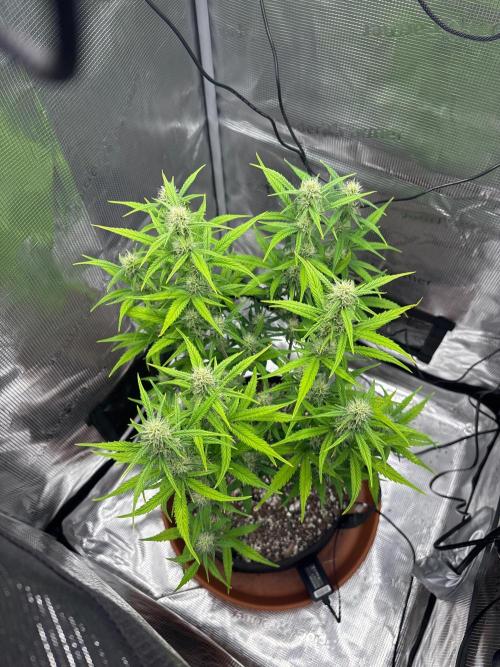 First grow ever. Week 6 - First over view of my first plant. 