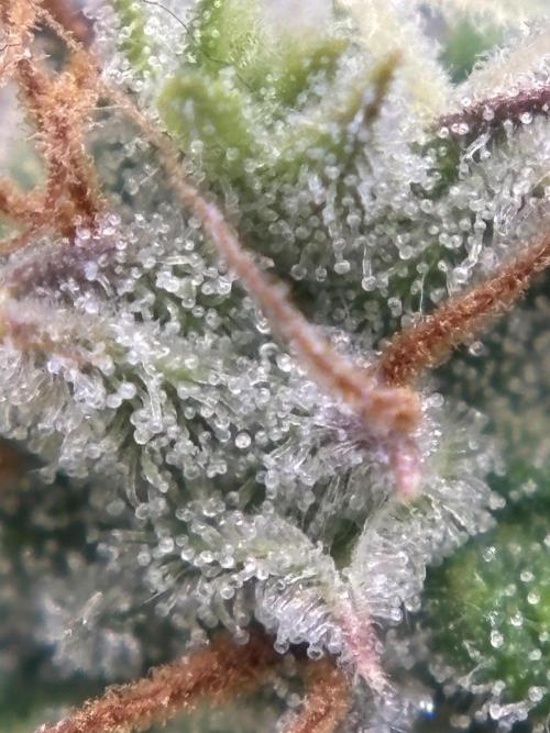 First grow ever. Week 9