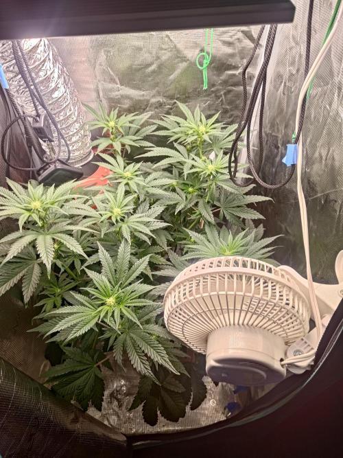 Black Maple #22 (First Grow) - PCG. Week 11 - pre defol