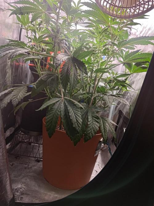 Black Maple #22 (First Grow) - PCG. Week 11