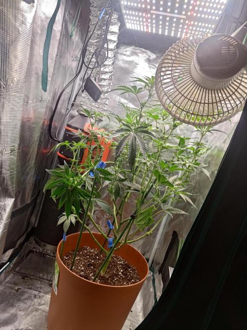 black maple #22. Week 11