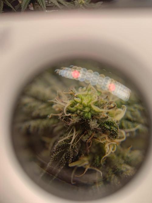 Black Maple #22 (First Grow) - PCG. Week 13